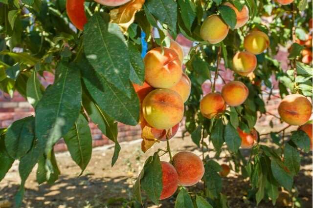 Гостиница Дарсан Ялта-17